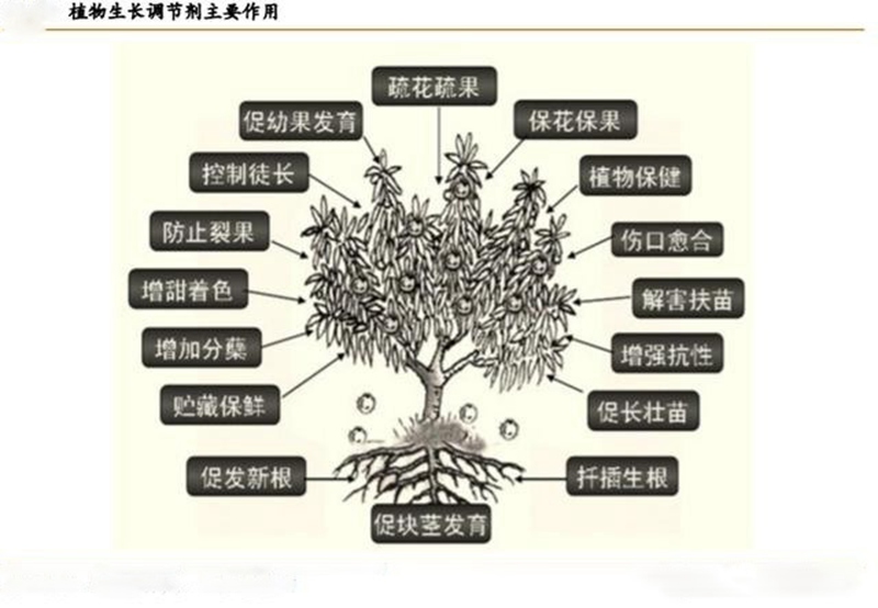 植物生長調節劑的功效與用法(圖1)